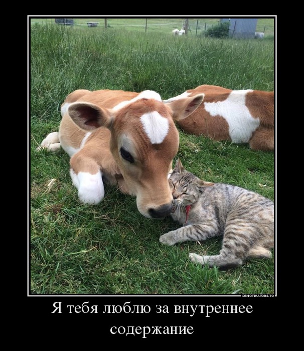 Я тебя люблю за внутреннее содержание