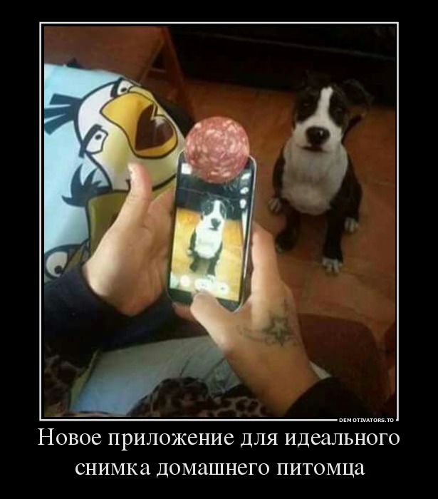 Новое приложение для идеального снимка домашнего питомца