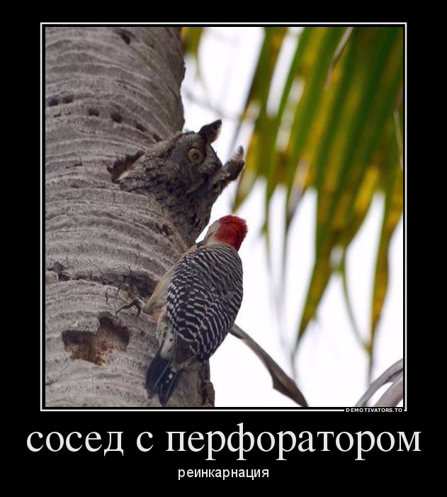 сосед с перфоратором