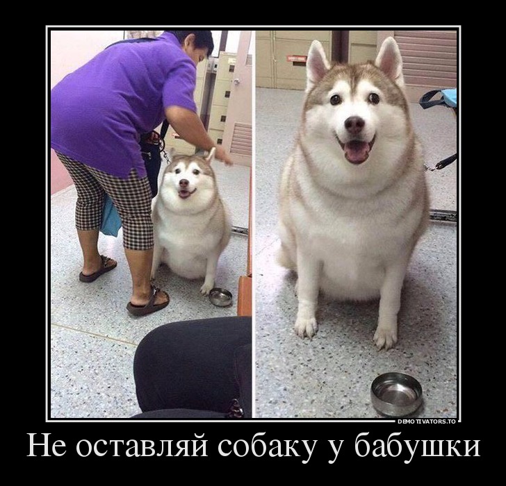 Не оставляй собаку у бабушки
