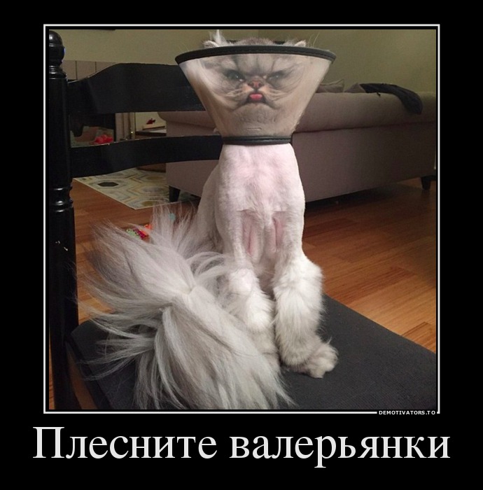 Плесните валерьянки