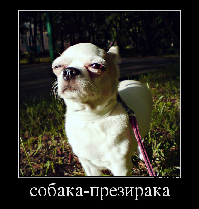 собака-презирака