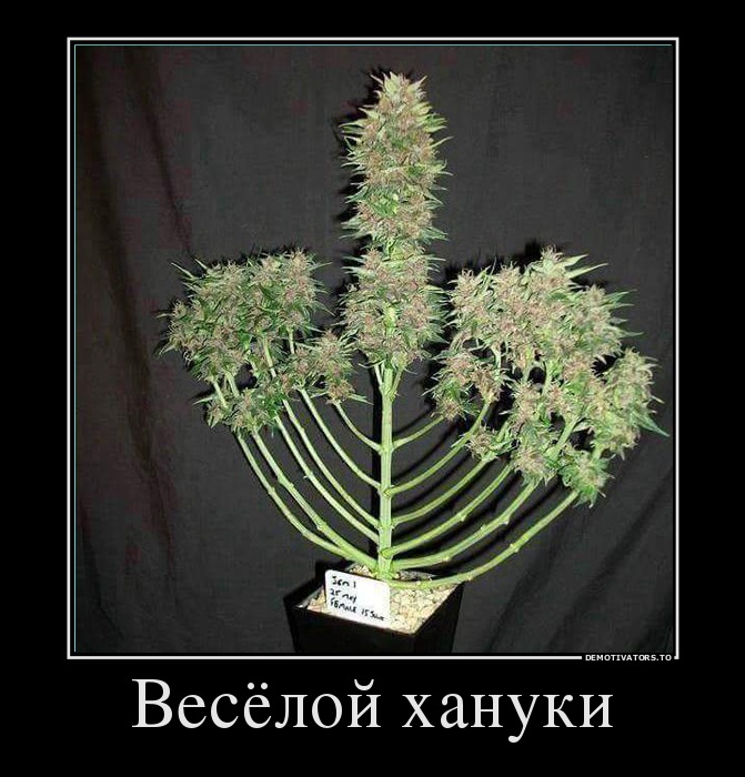 Весёлой хануки