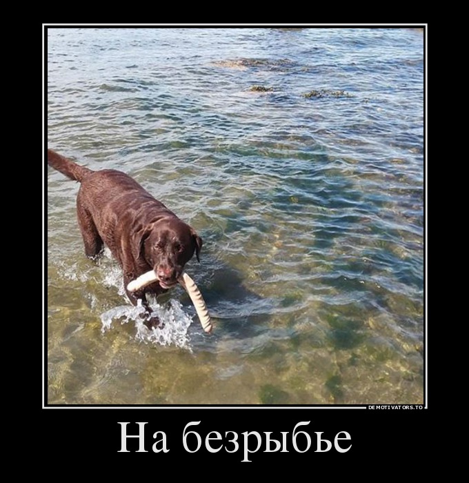На безрыбье