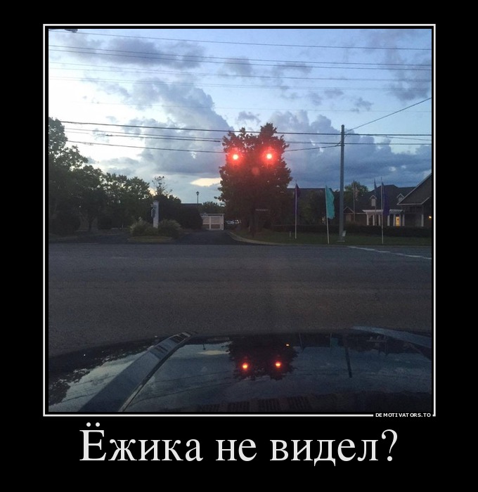Ёжика не видел?