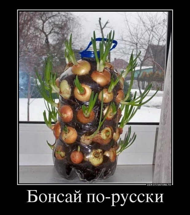 Бонсай по-русски
