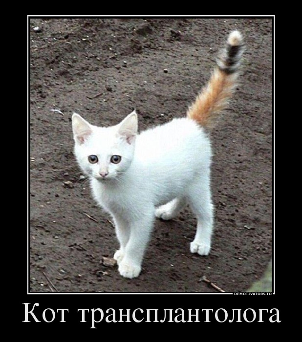 Кот трансплантолога